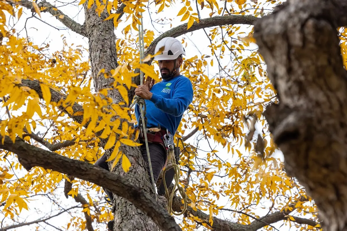 Skilled Tree Trimming crew working in Deepwater